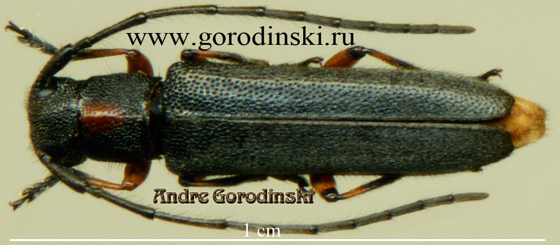 http://www.gorodinski.ru/cerambyx/Phytoecia rufiventris.jpg